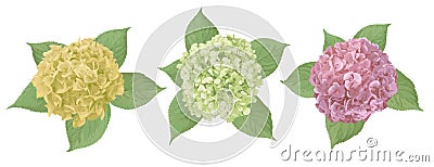 Yellow, green, pink flower of hydrangea, mophead, lacecap, panicle. Seasonal plants, leaf and herbs big vector collection.All Vector Illustration