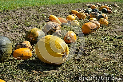 Yellow and green pumpkins are gathered in a big pile in the garden Stock Photo