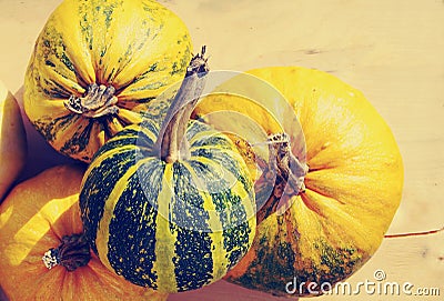 Yellow and green pumpkins Stock Photo