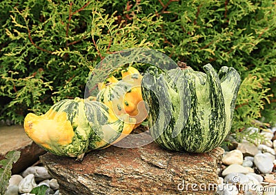 Yellow and green pumpkins Stock Photo