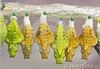 Yellow and green pupae of a golden birdwing butterfly hang in emergence chamber Stock Photo