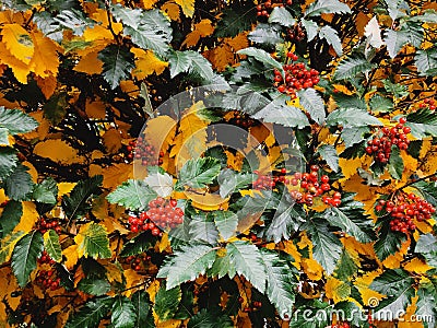 Yellow. green, red autumn colors. Stock Photo