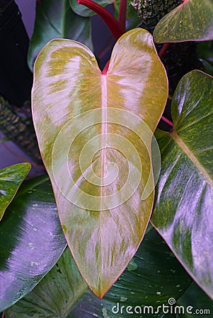 A yellow and green speckled leaf of Philodendron Painted Lady Stock Photo