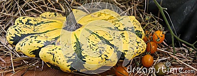 Yellow, green striped and little orange autumn pumpkins in a bowl Stock Photo