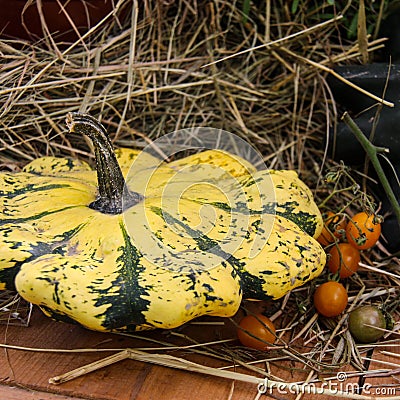 Yellow, green striped and little orange autumn pumpkins in a bowl Stock Photo