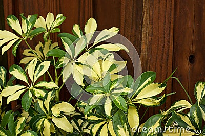 Yellow and green umbrella plant in outdoor garden Stock Photo