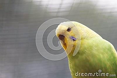 Yellow-green wavy parrot close-up on nature. Stock Photo