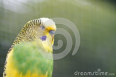 Yellow-green wavy parrot close-up on nature. Stock Photo