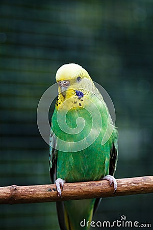 Yellow-green wavy parrot in full growth in nature. Stock Photo