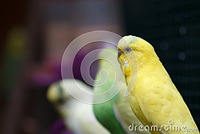 Yellow-green wavy parrots sit on a branch. Stock Photo