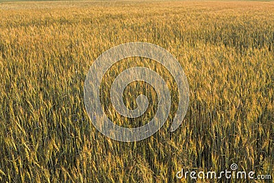 Yellow and green young wheat ears on a field. Ripening ears wheat. Agriculture. Natural product. Stock Photo