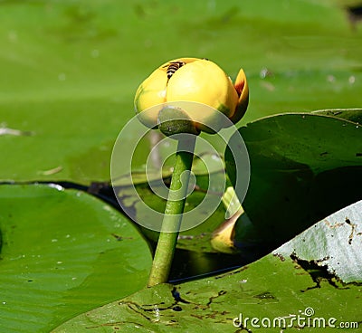 Yellow Hardy Water Lily and a Honey Bee Stock Photo