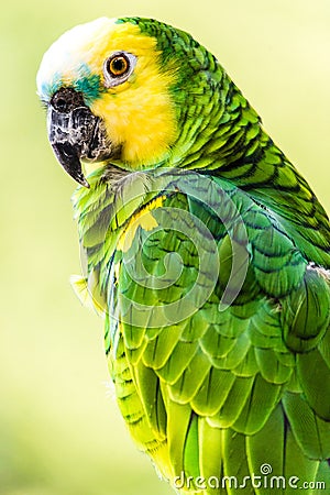 Yellow-headed Amazon bird Stock Photo