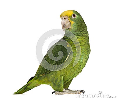 Yellow-headed Amazon (6 months old), isolated Stock Photo