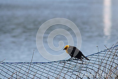Yellow-headed Blackbird Xanthocephalus xanthocepha