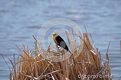 Yellow-headed Blackbird Xanthocephalus xanthocepha