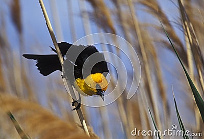 Yellow-headed Blackbird Stock Photo