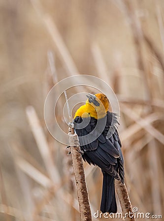 Yellow Headed Blackbird Stock Photo