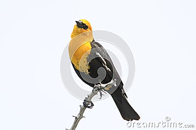 Yellow-headed Blackbird Stock Photo