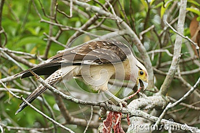 Yellow-headed Caracara Stock Photo