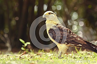 Yellow-headed Caracara on a sunlit clearing Stock Photo