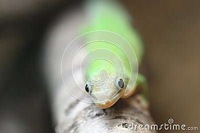 Yellow-headed Day gecko Stock Photo