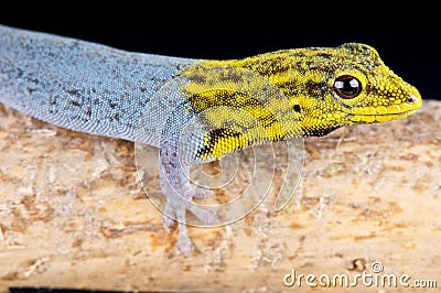 Yellow-headed dwarf gecko Stock Photo