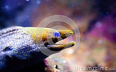 Yellow Headed Moray Eel Stock Photo