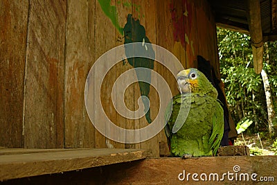 A yellow headed parrot perched down in a wooden house in the jungle next to a map of the world Stock Photo