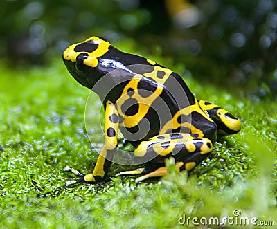 Yellow-headed poison frog 1 Stock Photo