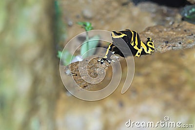 Yellow-headed poison frog Stock Photo