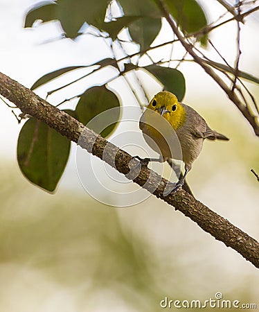Yellow-headed Warbler on a branch Stock Photo