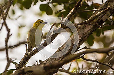 Yellow-headed Warbler on a branch Stock Photo