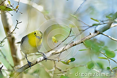 The yellow-headed warbler (Teretistris fernandinae) Stock Photo