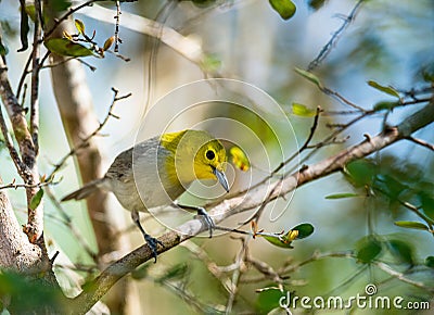 The yellow-headed warbler (Teretistris fernandinae). Yellow-headed Warbler (Teretistris fernandinae) adult male, perched on twig, Stock Photo