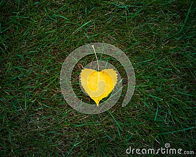 Yellow leaf on green grass Stock Photo