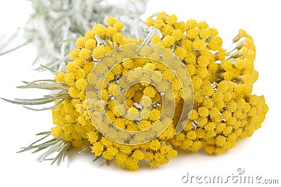 Yellow helichrysum flowers Stock Photo