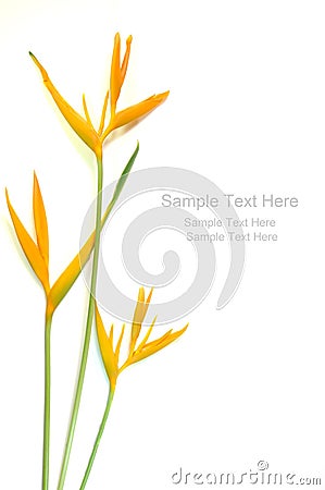 Yellow Heliconia Stock Photo