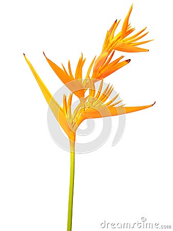 Yellow Heliconia flower Stock Photo