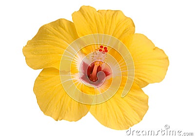 Yellow hibiscus Stock Photo