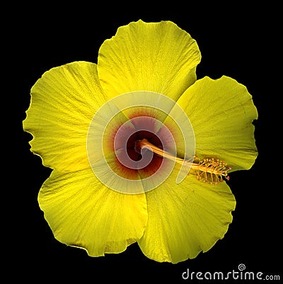 Yellow hibiscus blossom Stock Photo