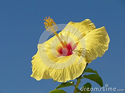 Yellow Hibiscus Flower Stock Photo