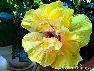 Yellow Hibiscus flower close-up in full bloom Stock Photo