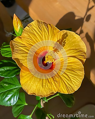 The yellow Hibiscus flower is in full bloom in the morning in an open room near the window Stock Photo