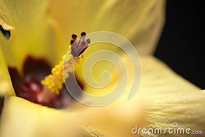 Yellow Hibiscus Flower Macro Stock Photo