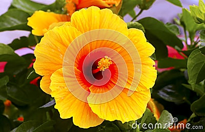 Yellow hibiscus flower Stock Photo