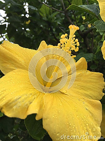 Yellow Hibiscus with Raindrops Blossoming during Rainy and Cloudy Day in Kapaa on Kauai Island, Hawaii. Stock Photo