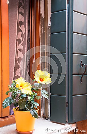 Yellow Hibiscus in Window Flowerbox Stock Photo