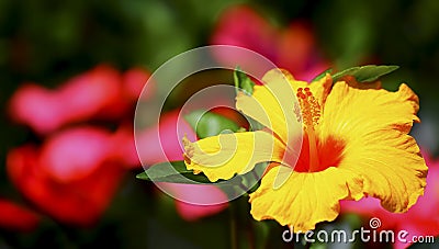 Yellow hibiscus flower Stock Photo