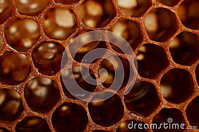 Yellow Honeycomb closeup background Stock Photo